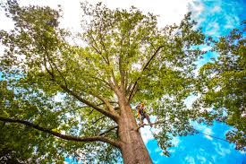 Best Arborist Consultation Services  in Millbourne, PA