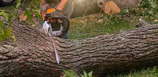 Best Tree Cabling and Bracing  in Millbourne, PA