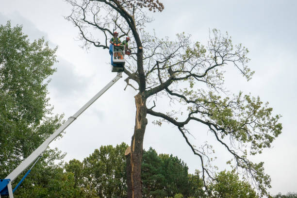 Best Leaf Removal  in Millbourne, PA